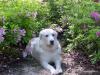 Bella loving the Azaleas!